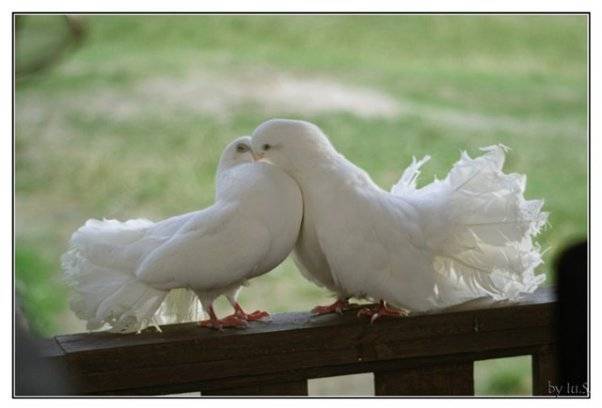 Дневник благодарности, или счастливая семья и её секреты - sun-hands.ru