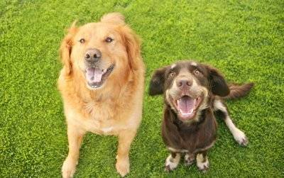 Какую породу собаки выбрать? - sun-hands.ru