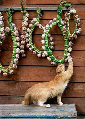 Продукты, повышающие иммунитет. - sun-hands.ru