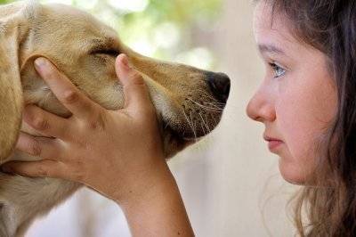 И питомец доволен, и обои целы, или Как отучить домашнего любимца обдирать мебель и стены? - sun-hands.ru