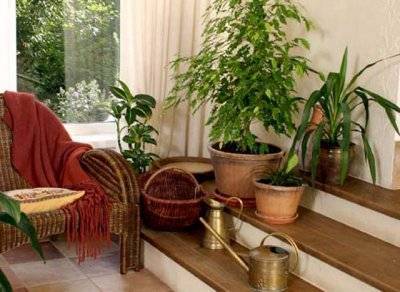 Как выбирать комнатные растения? - sun-hands.ru