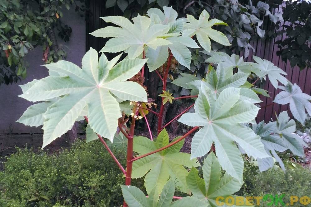 Клещевина - «райское дерево»: экзотическое растение умеренных широт - sovetok.ru