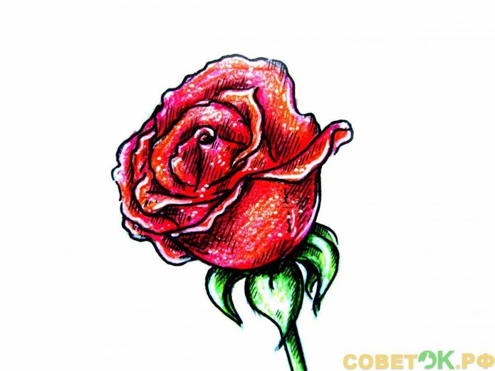 Как поэтапно нарисовать розу цветным карандашом - sovetok.ru