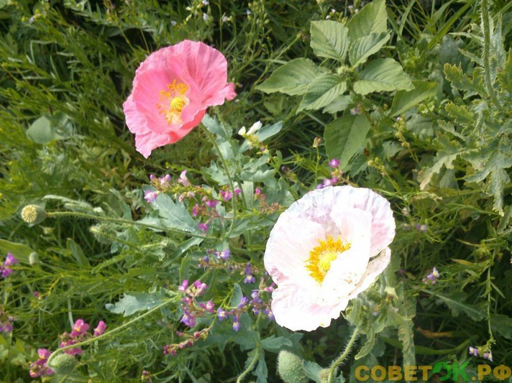 Мак самосейка: полевой цветок в ландшафте сада - sovetok.ru