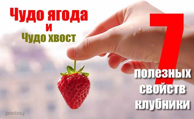 Чудо ягода клубника и полезные хвостики - russiahousenews.info
