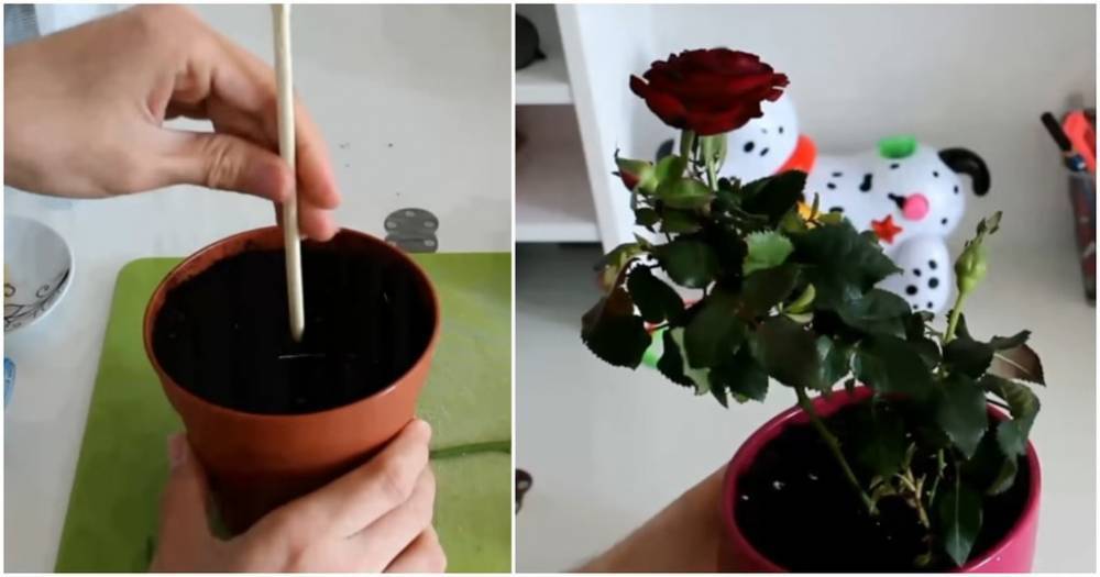 Вторая жизнь срезанной розы: повторное цветение — это реальность! - cpykami.ru