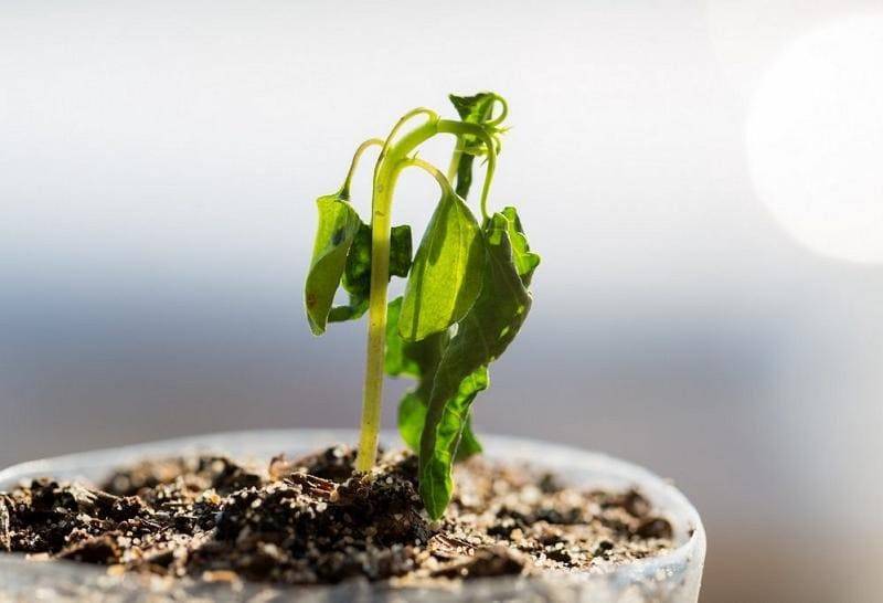 Выращивание рассады из семян. 5 проблем, которые могут привести к её гибели - nashsovetik.ru