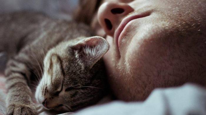 Для чего кошки ложатся спать с хозяевами? - sovetnika.net