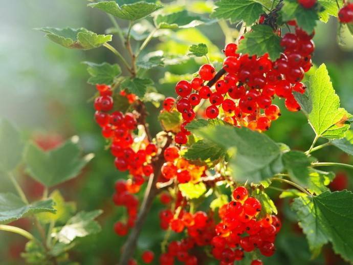 ​Правильный уход за кустами смородины и малины - polsov.com