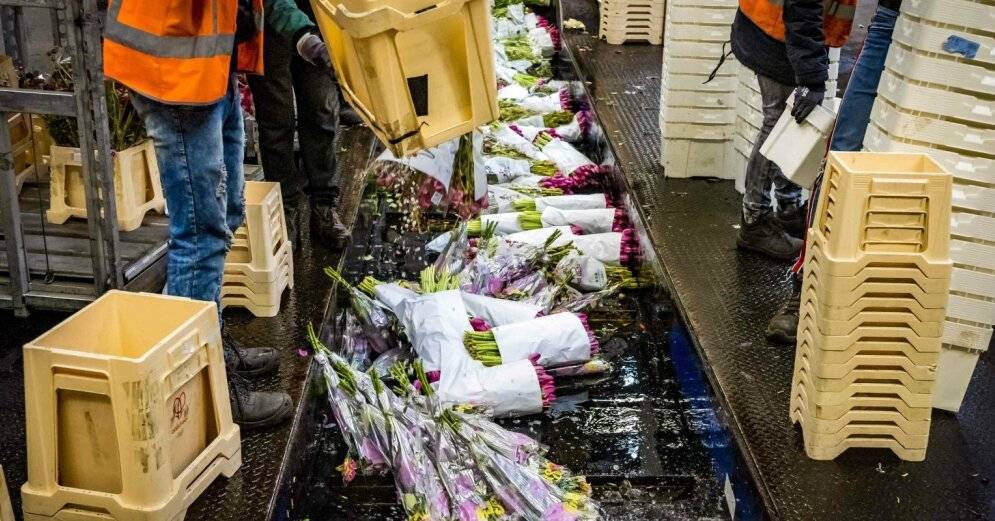 ФОТО. Крах цветочных магазинов – в Нидерландах уничтожают тысячи цветов - rus.delfi.lv - Голландия