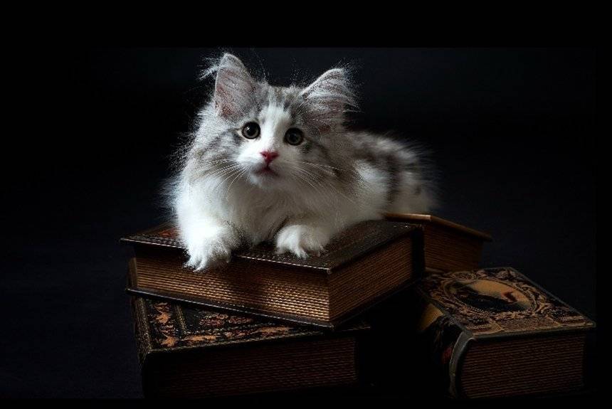 12 замурчательных книг о кошках - miridei.com