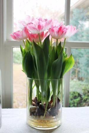 ​Выращивание тюльпанов в прозрачной вазе - polsov.com