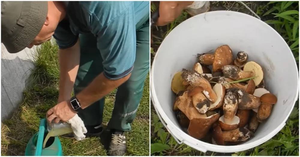 Простой и действенный способ развести белые грибы на участке - cpykami.ru