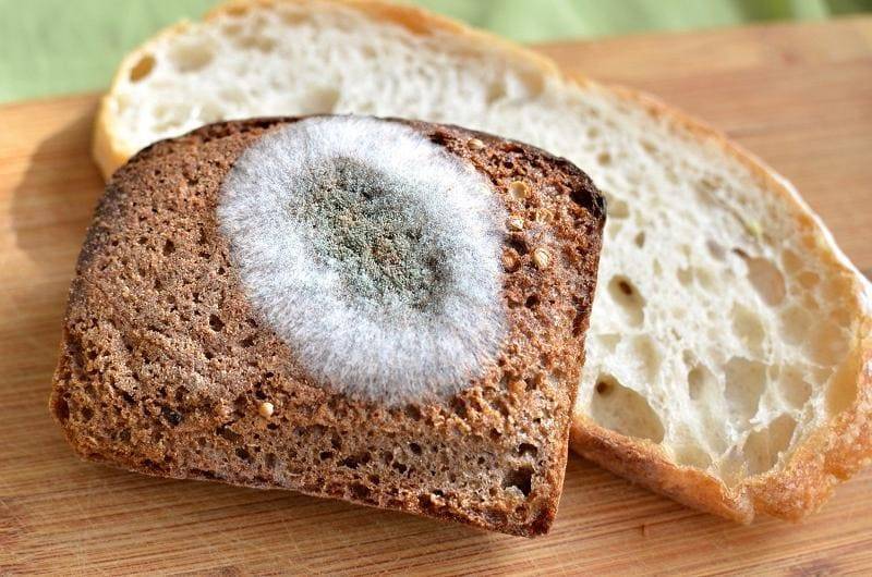 Что будет, если съесть хлеб с плесенью? И что делать, если вы его всё-таки съели? - nashsovetik.ru