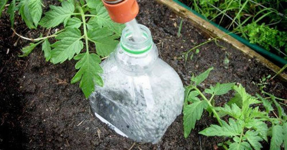 Как из обычной пластиковой бутылки сделать «умную» систему полива для грядок - novate.ru
