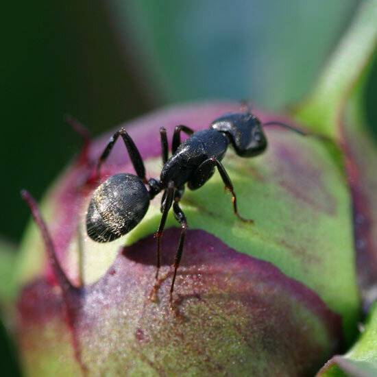 Как избавиться от муравьёв в вашем доме подручными способами. - zen.yandex.ru