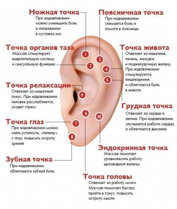 ​Массаж активных точек уха для здоровья всего организма - polsov.com