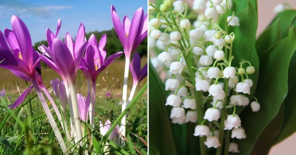 10 красивых растений, которые нельзя сажать у себя в саду ни в коем случае - novate.ru
