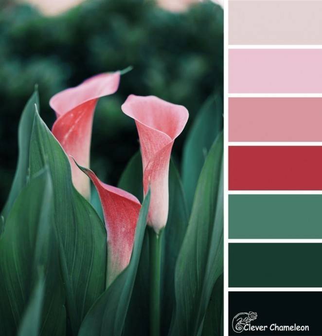 ​Самые красивые цветовые сочетания, которые нам дарит природа - polsov.com
