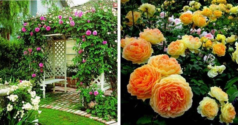 Никогда не выйдут из моды: 17 чарующих роз в саду - cpykami.ru