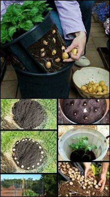 Необычные способы выращивания картошки - polsov.com