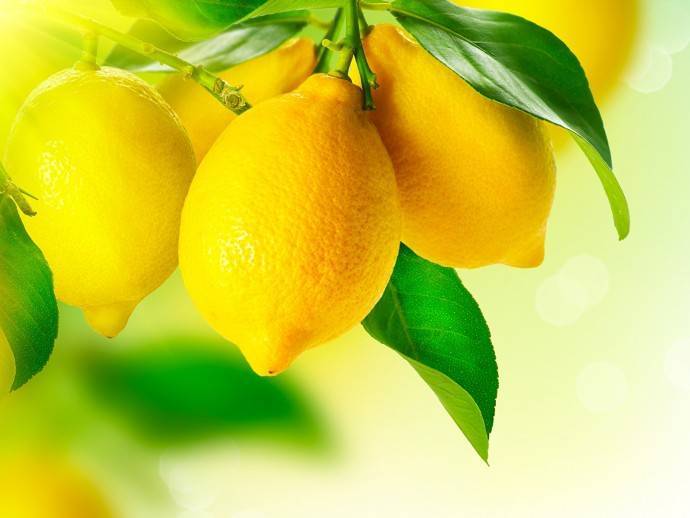 ​9 способов очистить организм с помощью лимона - polsov.com