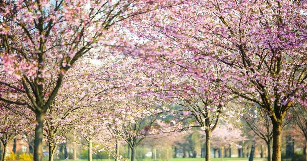 В Пардаугаве посадят ещё 15 сакур - rus.delfi.lv