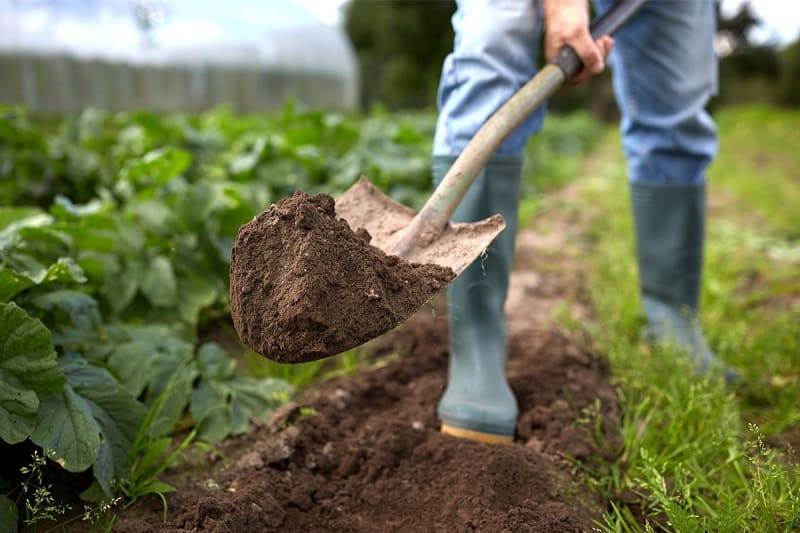 Как узнать какая почва на участке для посадки растений? 3 простых теста - nashsovetik.ru