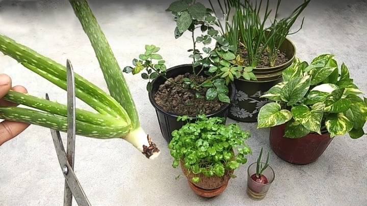 Натуральное удобрение из алоэ вера: ваши растения скажут спасибо - cpykami.ru