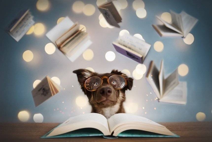 15 потрясающих книг о собаках - miridei.com