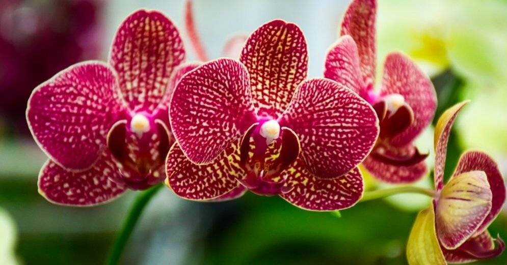 Все, что вам нужно знать о горшке для орхидеи - rus.delfi.lv