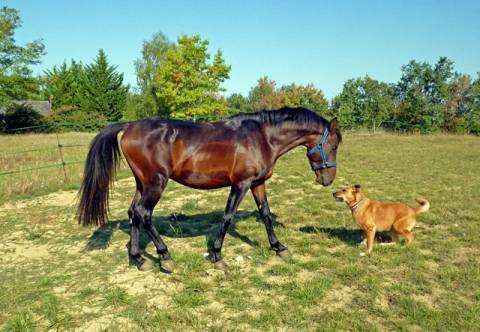 Исследователи объяснили, почему лошади и собаки могут играть вместе - epochtimes.com.ua