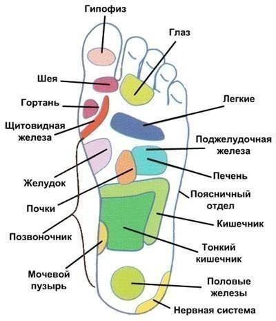 ​Какая зона стопы связана с каким органом: информация для массажа - polsov.com