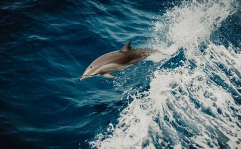 В чём суперсила дельфинов? - epochtimes.com.ua