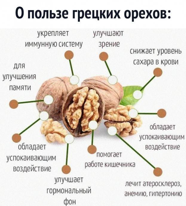 Почему полезно есть грецкие орехи постоянно - polsov.com
