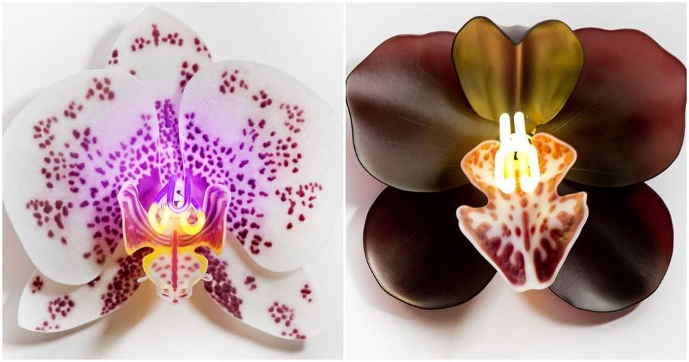 Изящные и реалистичные орхидеи из стекла от талантливой Лауры Харт - cpykami.ru