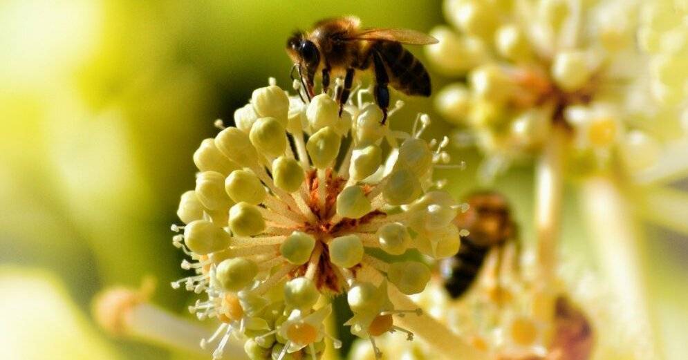 Шмель, пчела или оса залетели в дом: что сулят приметы - rus.delfi.lv