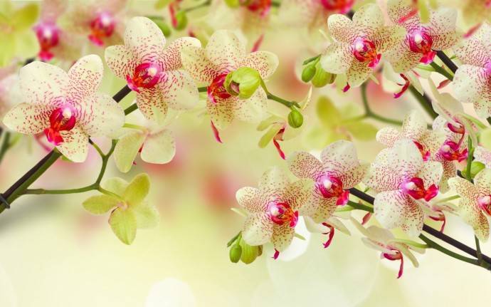 ​4 самых полезных совета в выращивании орхидей - polsov.com