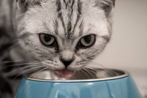 Советы тому, кто кормит кошку готовым кормом - epochtimes.com.ua
