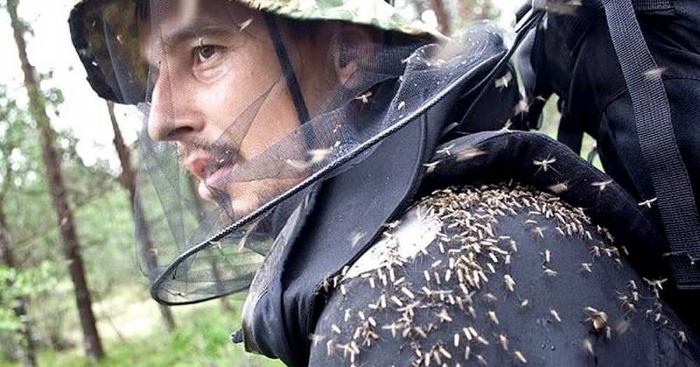 3 проверенных «таежных» способа защититься от мошек, комаров и клещей - novate.ru
