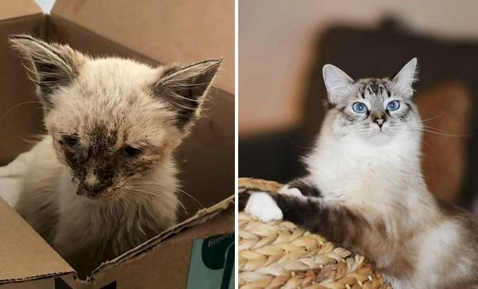 Девушка спасла котенка и помогла ему измениться до неузнаваемости - flytothesky.ru