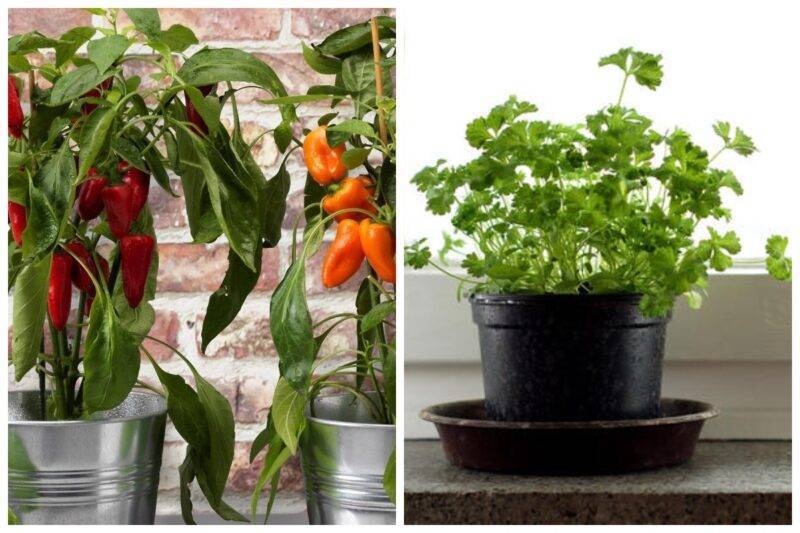Домашний огород: 7 полезных и вкусных растений, которые можно выращивать на подоконнике - bigpicture.ru