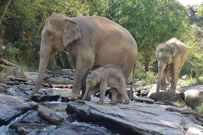 В Таиланде слоны остались без работы – теперь они под угрозой - flytothesky.ru - Таиланд