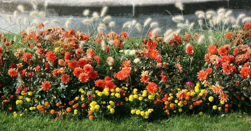 Низкорослые цветы для дачной клумбы, которые цветут все лето - rus.delfi.lv