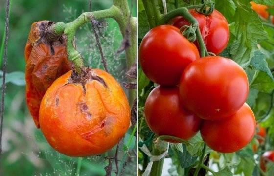 Фитофтороз томатов: как легко предотвратить неприятную напасть - novate.ru