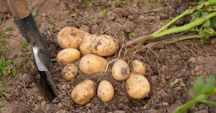 ​Как вырастить богатый урожай картошки - polsov.com