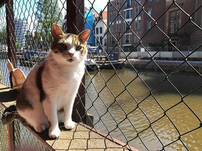 Как плавучий приют для кошек стал достопримечательностью Амстердама - flytothesky.ru - Амстердам
