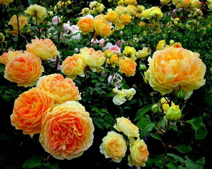 ​Главные ошибки при выращивании роз в саду - polsov.com