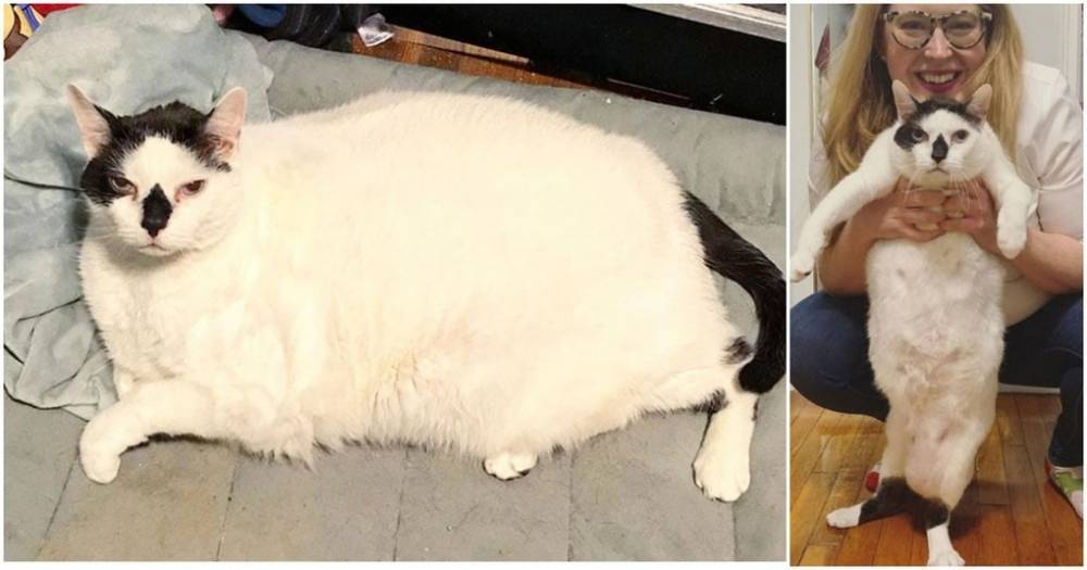 20 кошек, которые решили похудеть к лету. Уникальные фото до и после - cpykami.ru