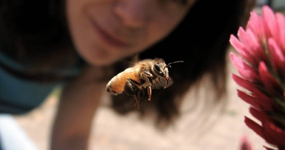 Как помощь подручными средствами, если ужалила пчела, шершень или оса - novate.ru